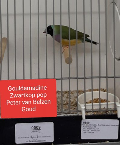 peter van belzen 